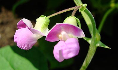 Bean Blossoms are edible and can be used in the kitchen